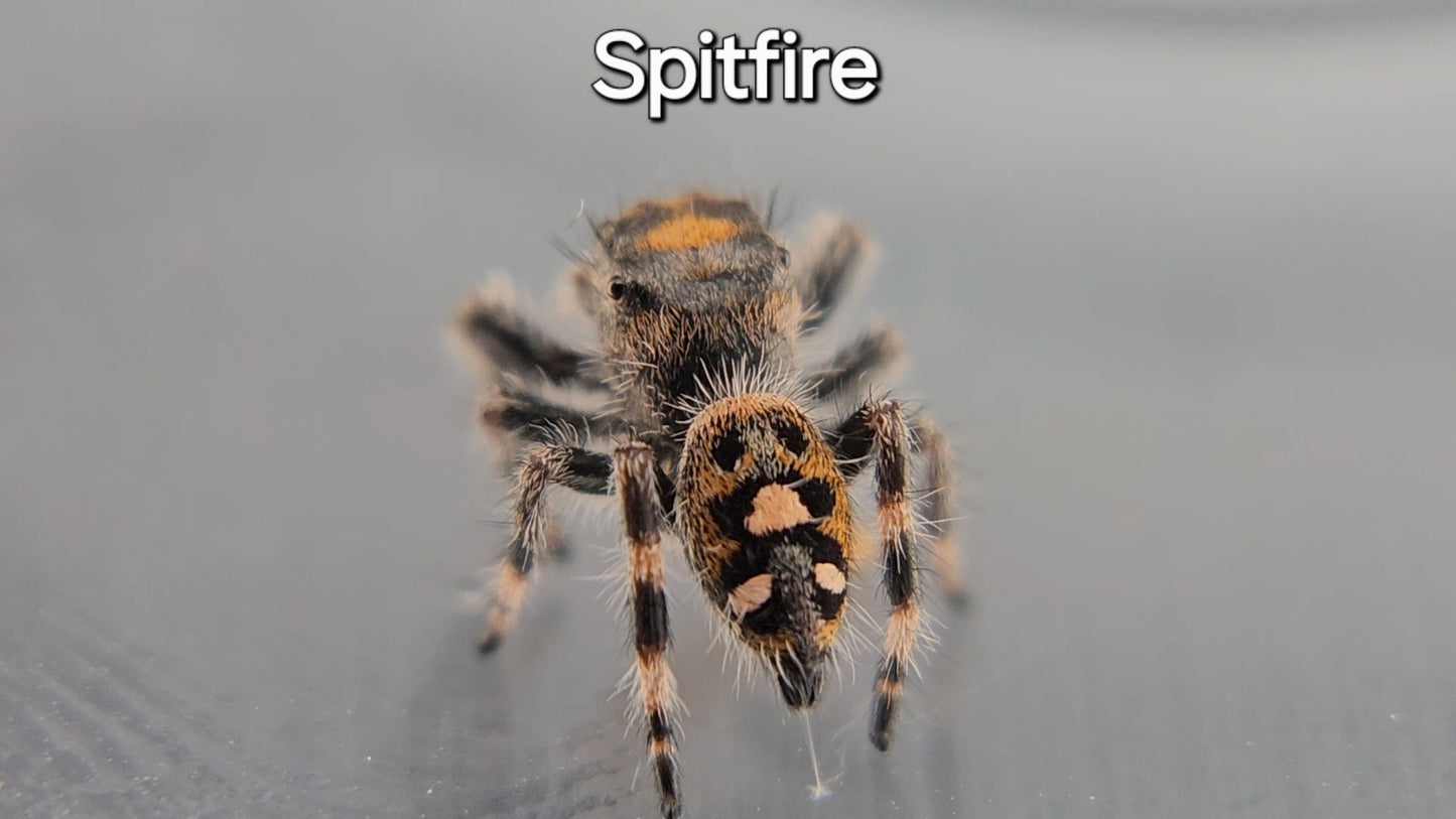 Spitfire - Female Regal