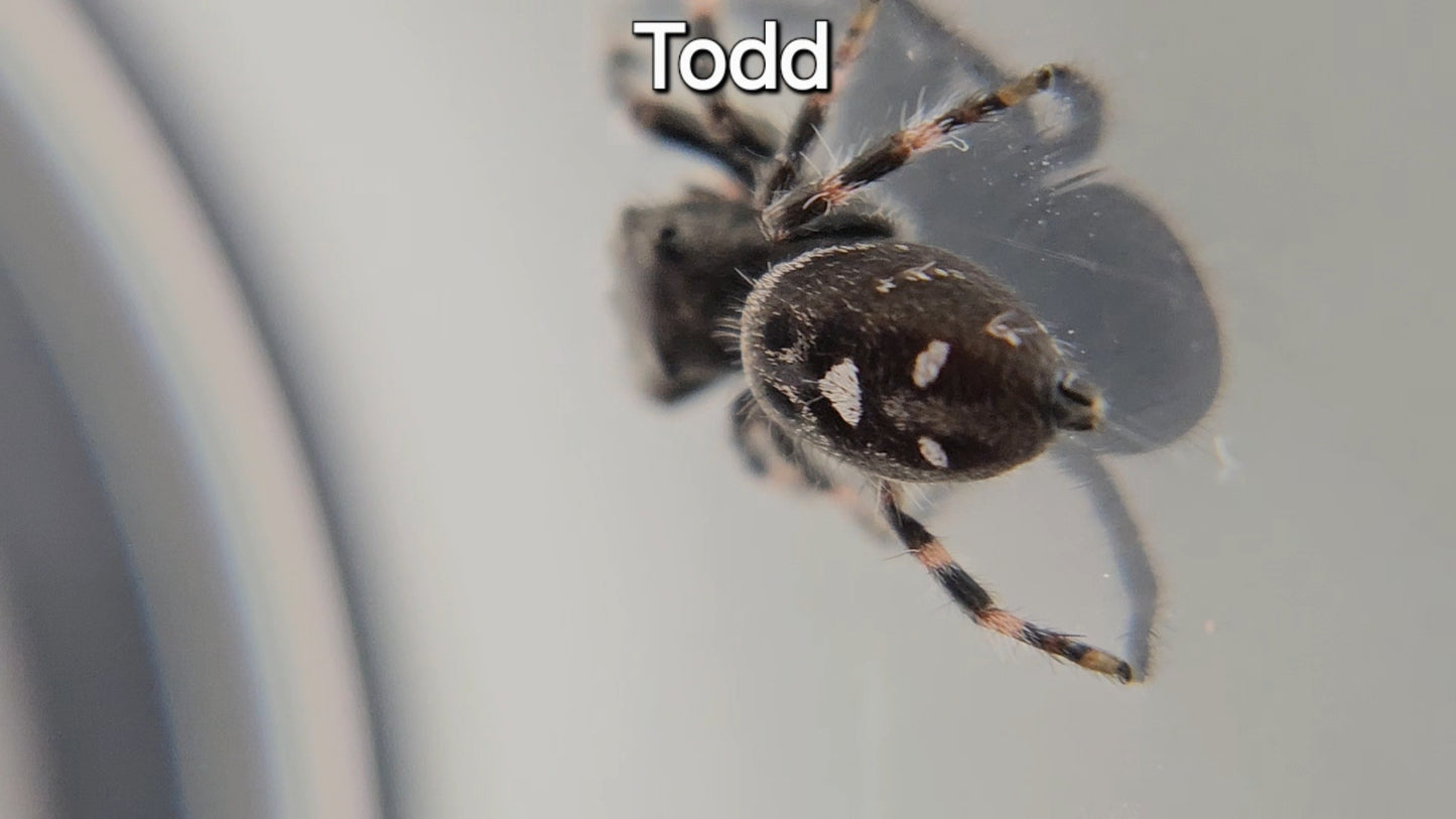 Todd - Male Regal