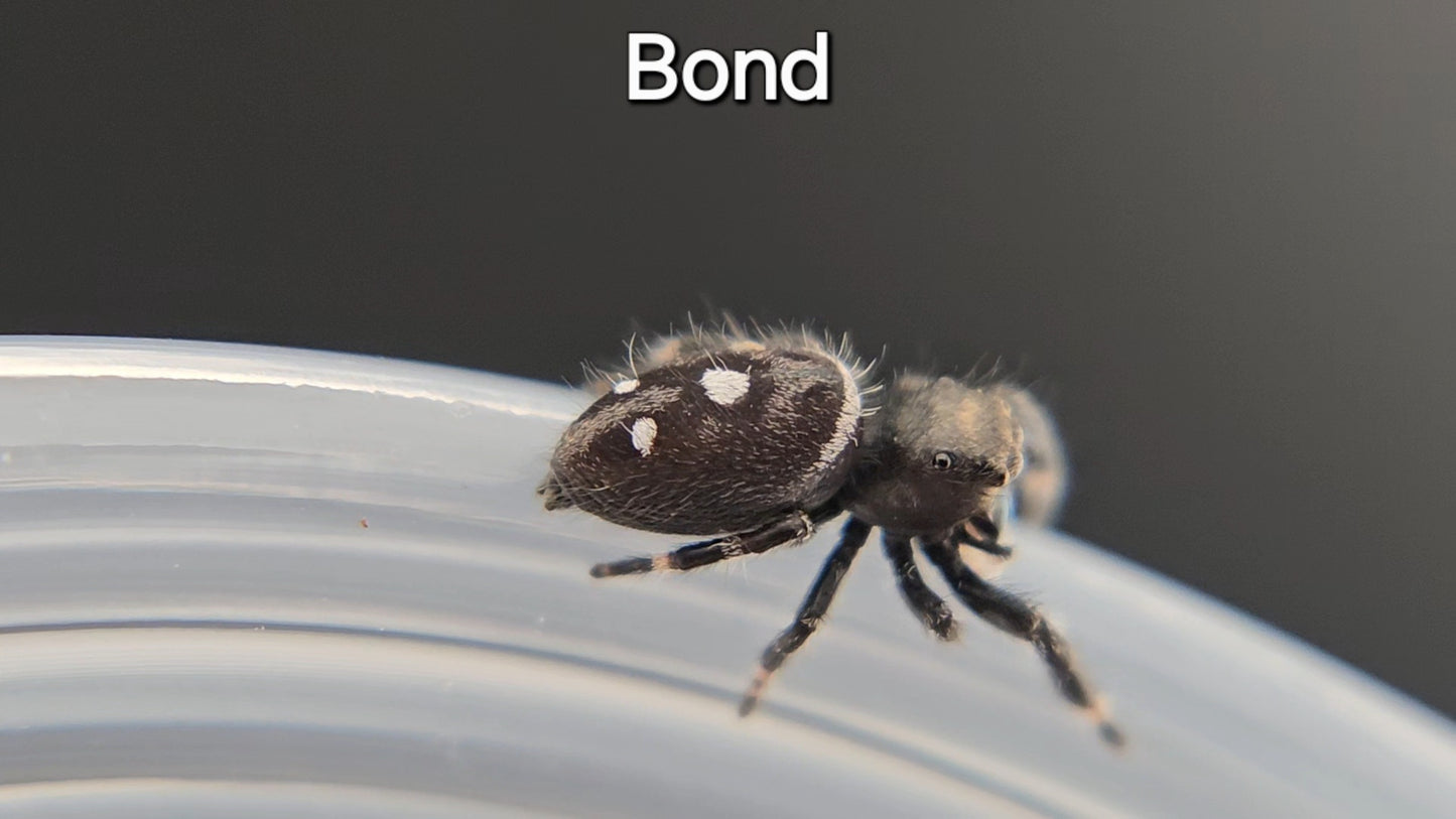 Bond - Male Regal