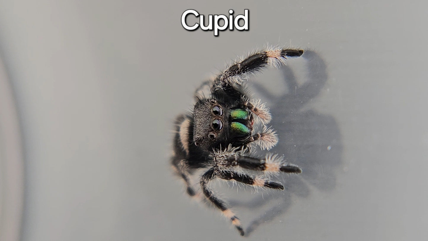 Cupid - Male Regal