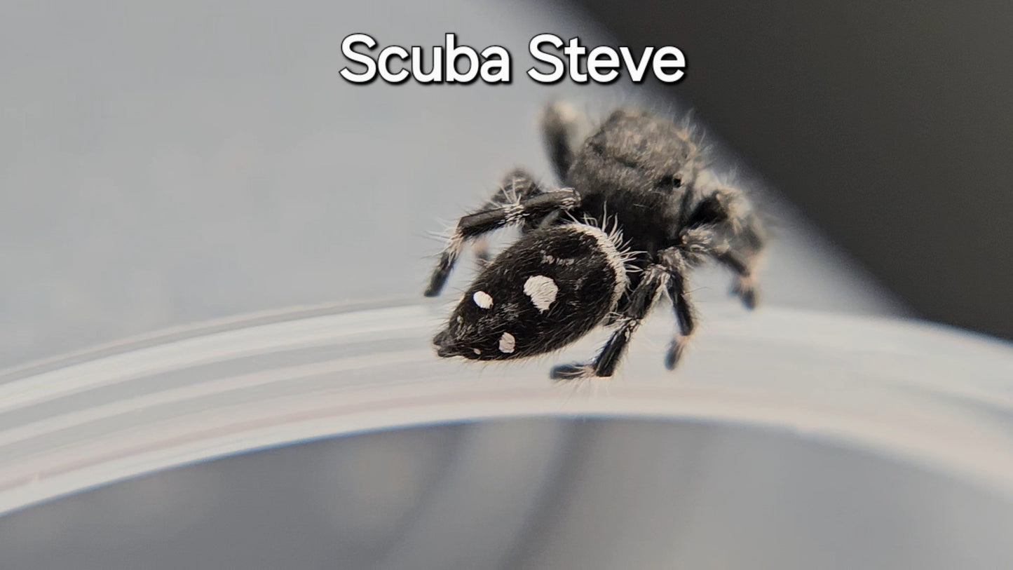 Scuba Steve - Male Regal