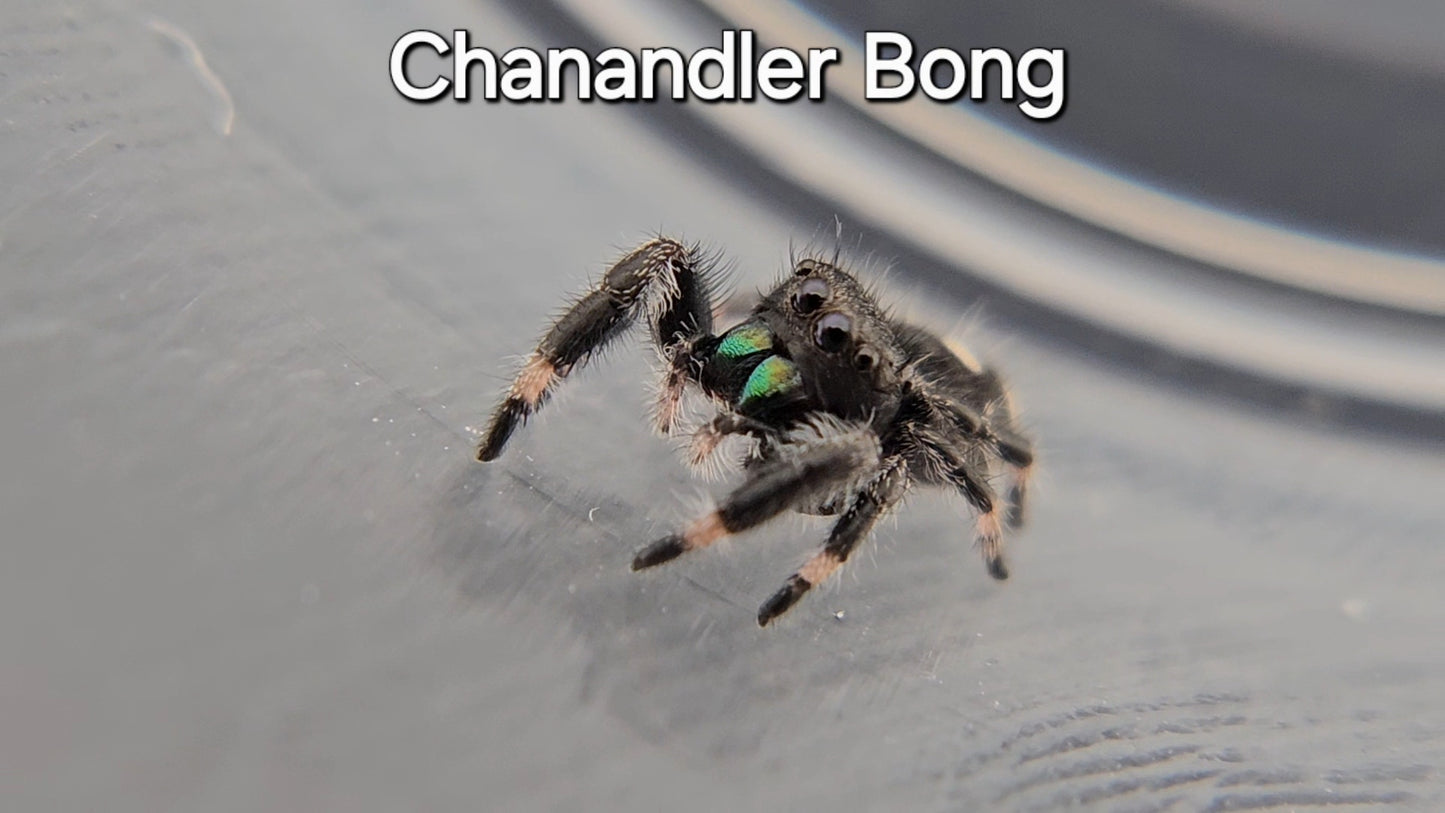 Chanandler Bong - Male Regal