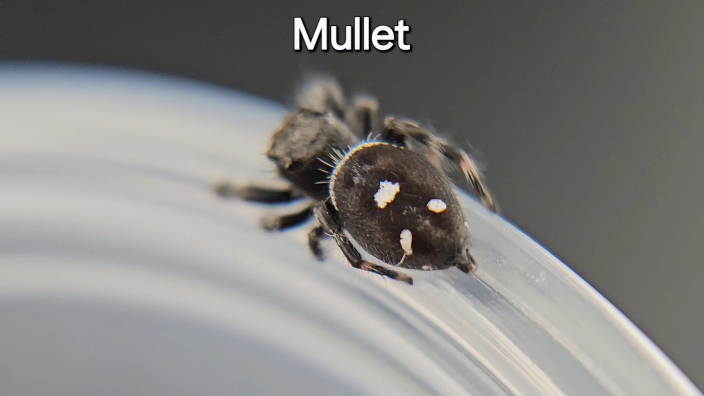 Mullet - Male Regal