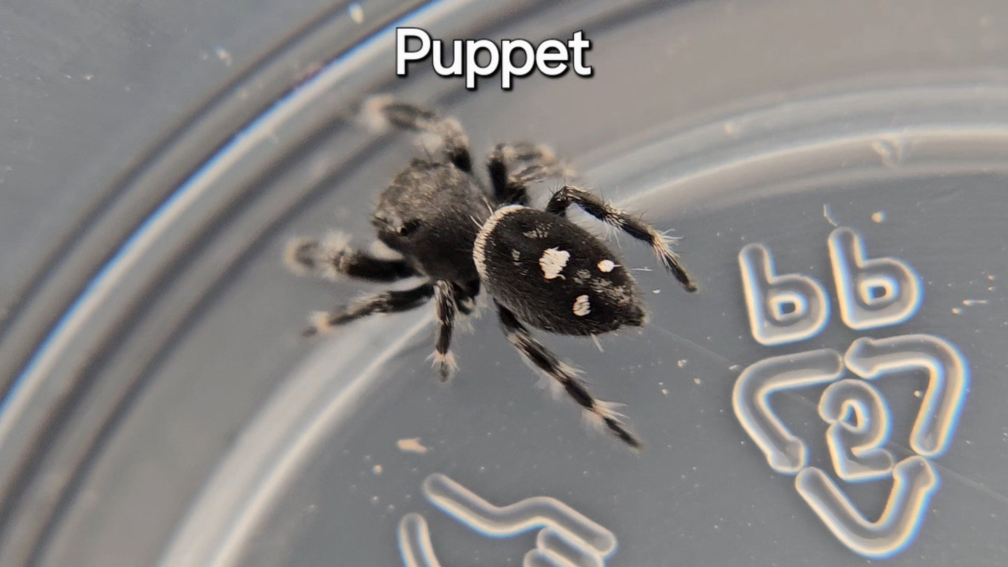 Puppet - Male Regal