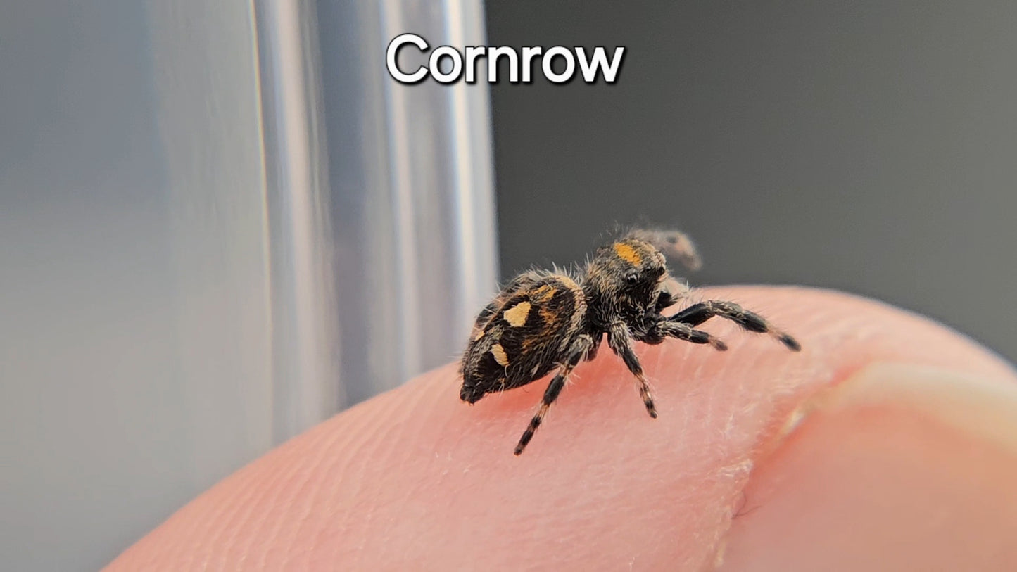 Cornrow - Female Regal