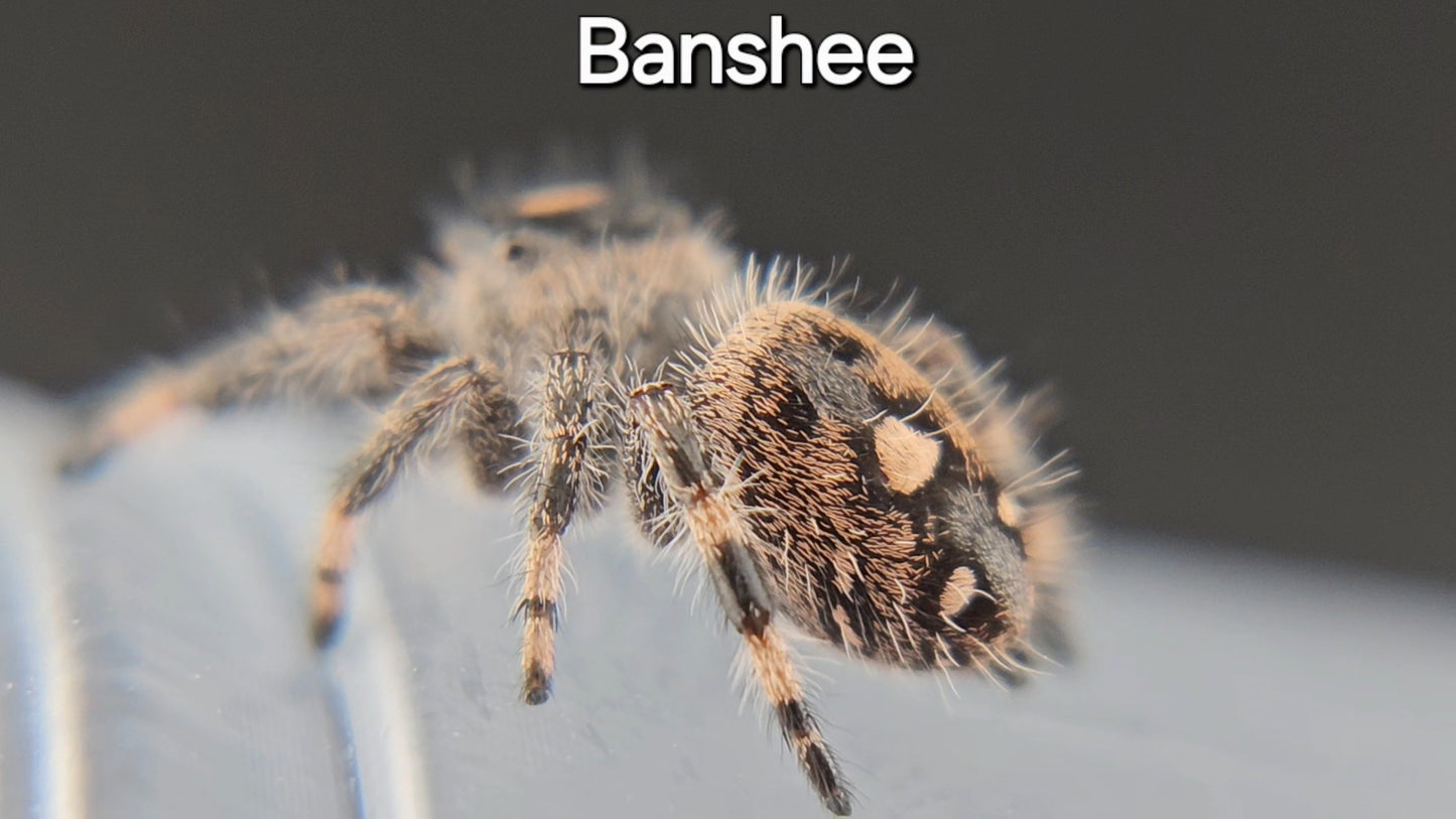 Banshee - Female Regal