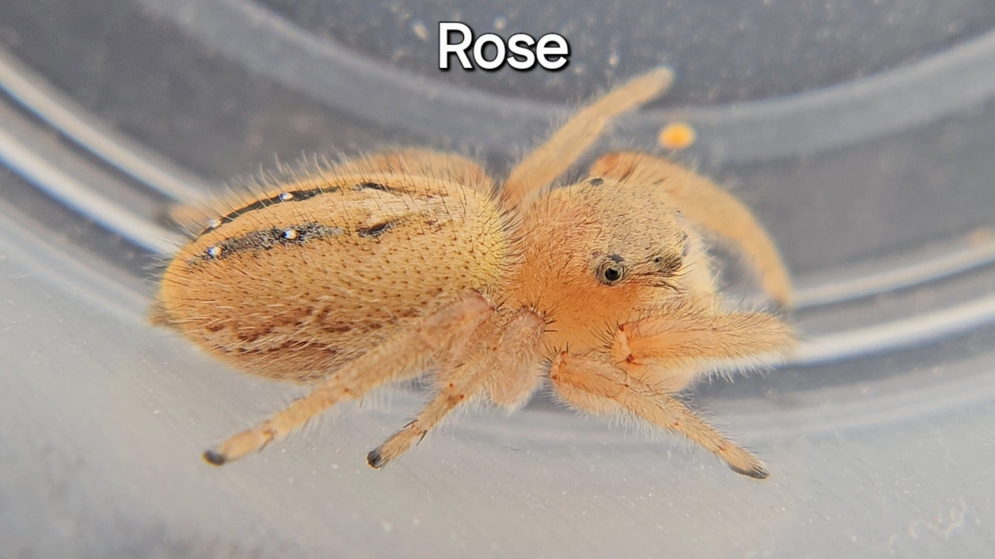 Rose - Phidippus pius female (sub adult) - Rare - Shipping Included