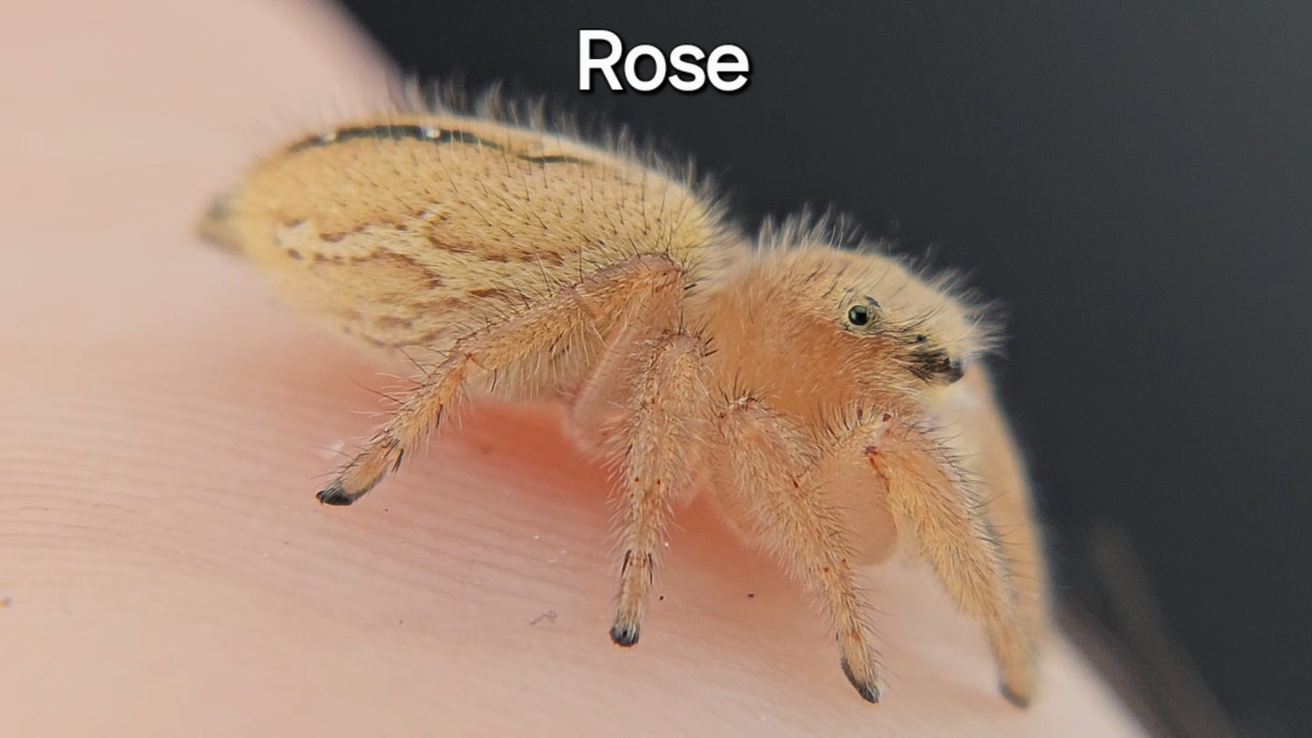 Rose - Phidippus pius female (sub adult) - Rare - Shipping Included