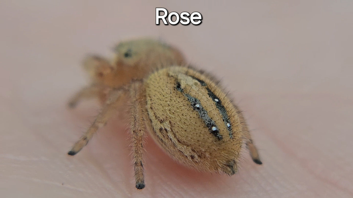 Rose - Phidippus pius female (sub adult) - Rare - Shipping Included