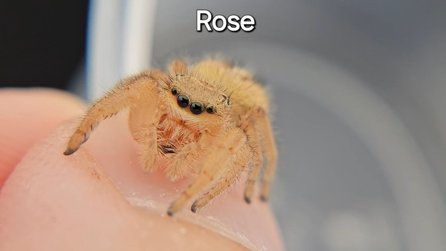 Rose - Phidippus pius female (sub adult) - Rare - Shipping Included