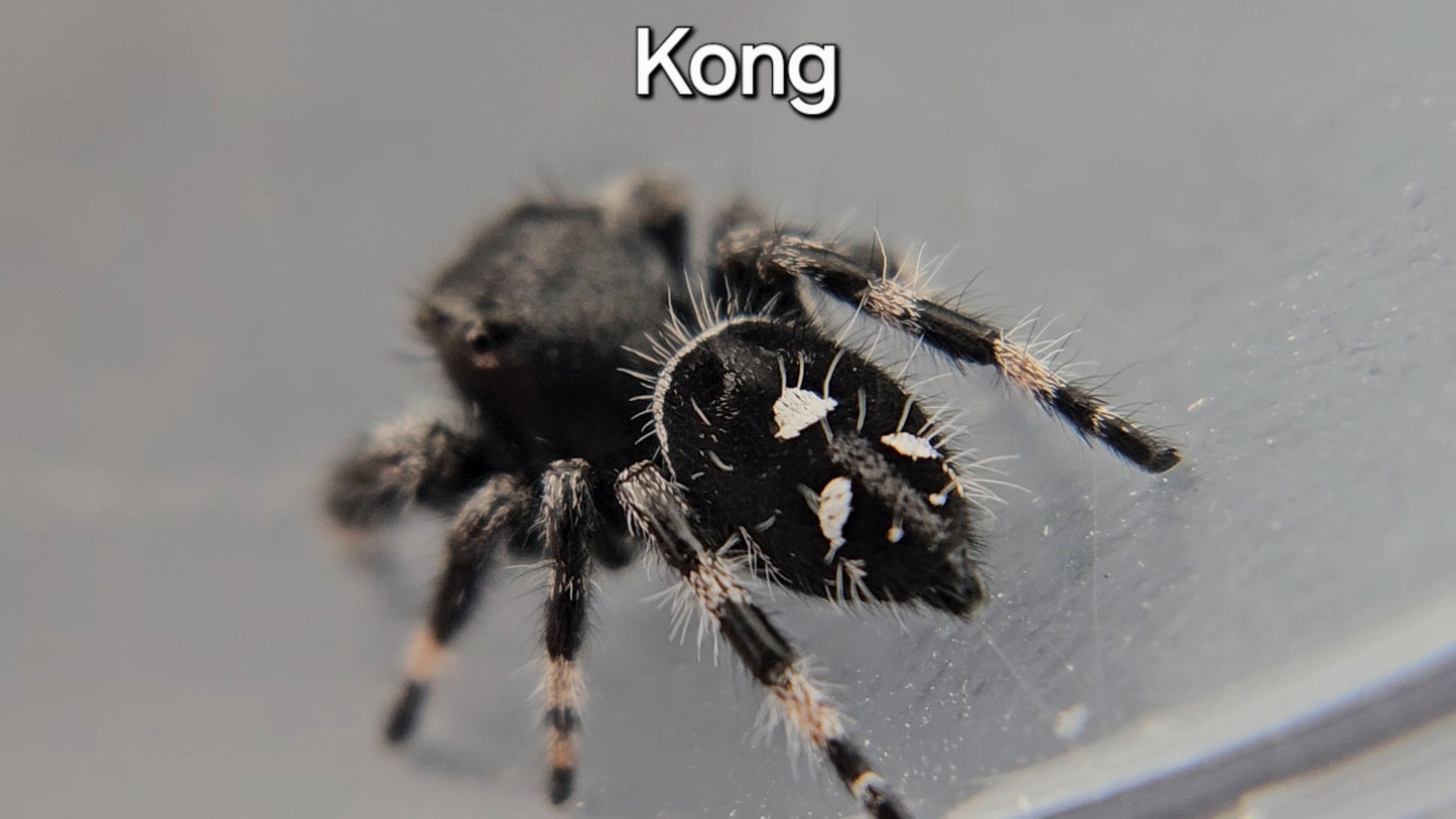 Kong - Male Regal