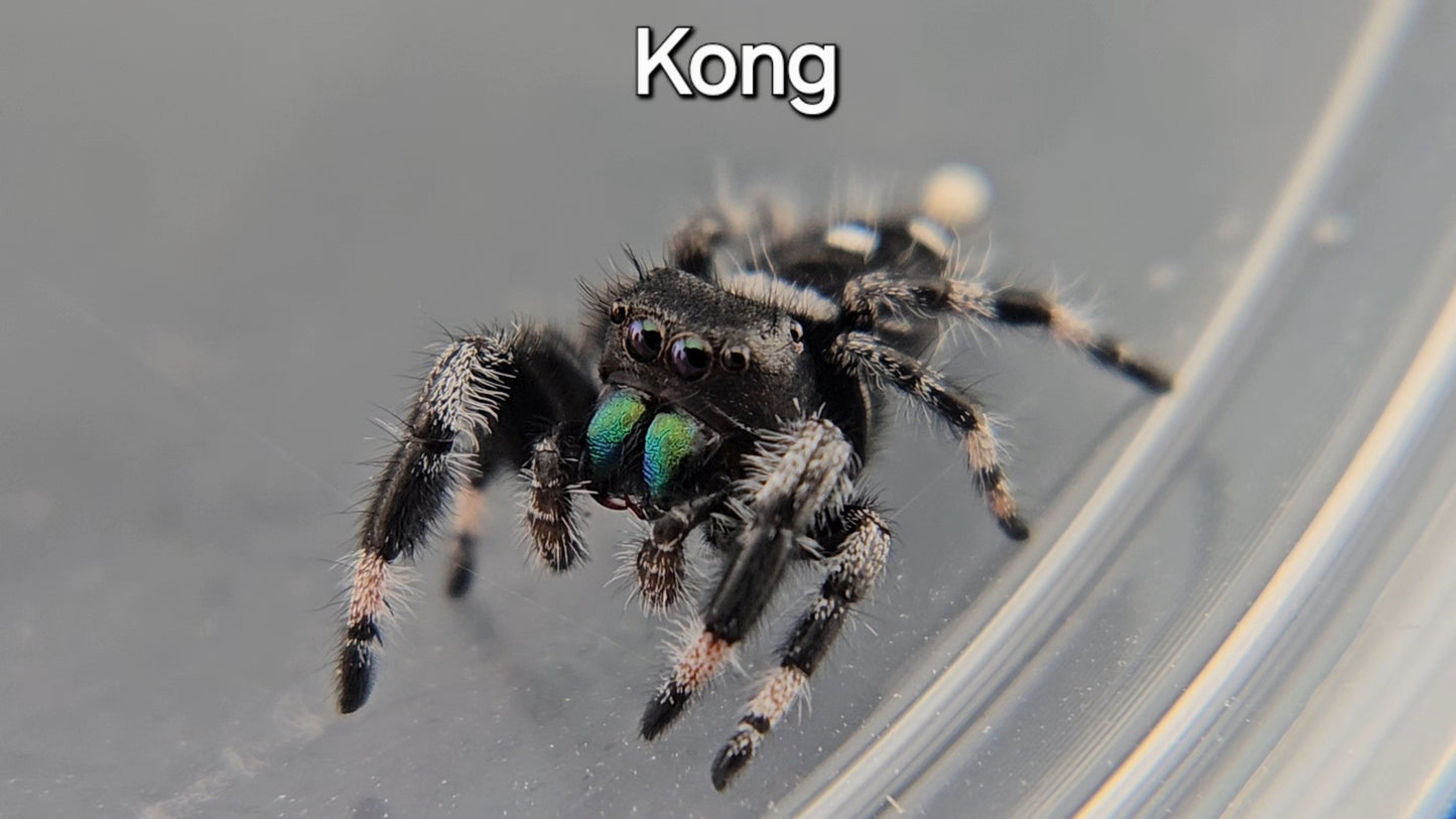 Kong - Male Regal