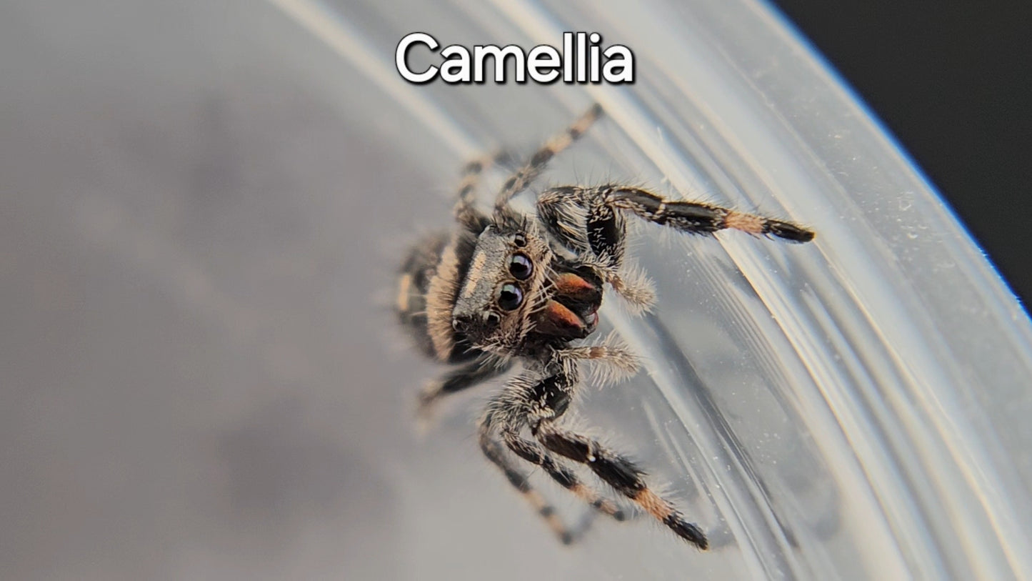 Camellia - Female Regal