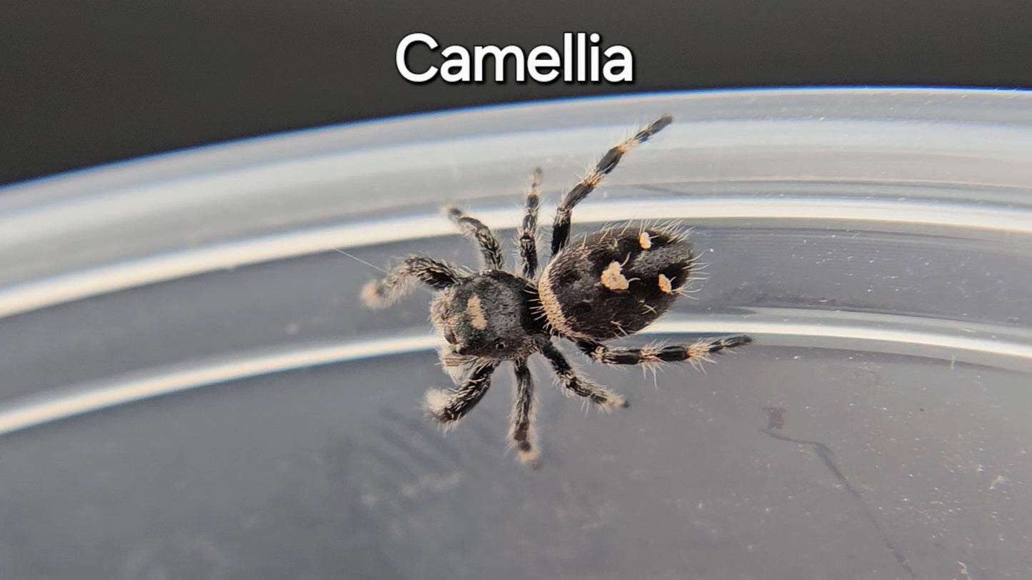 Camellia - Female Regal