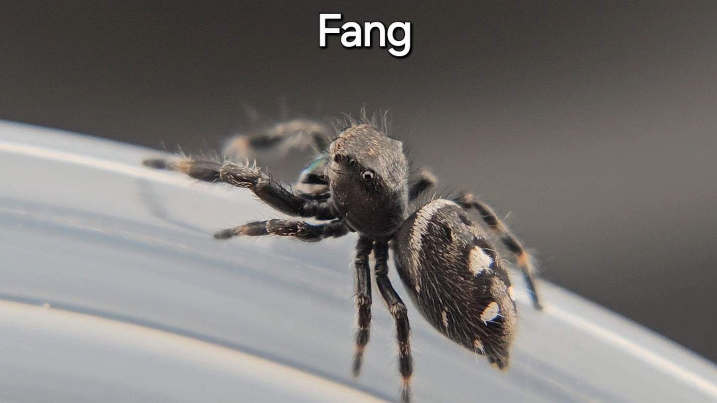 Fang - Male Regal