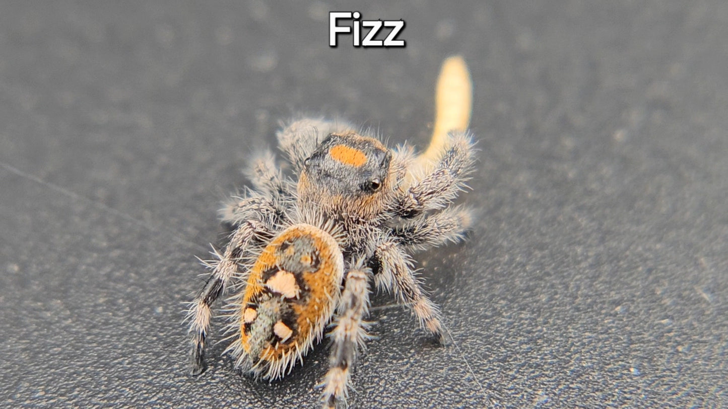 Fizz - Female Regal