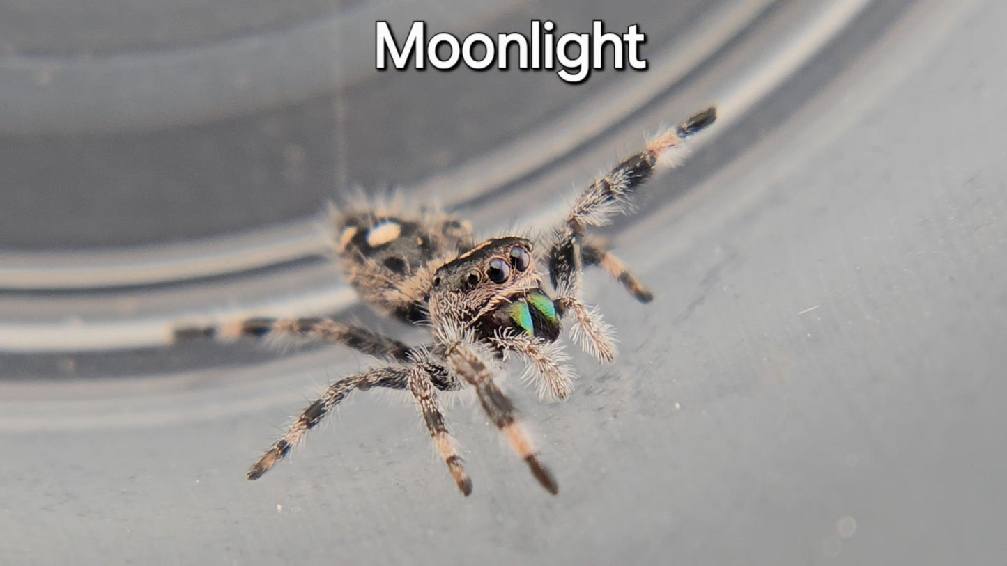 Moonlight - Unsexed Regal