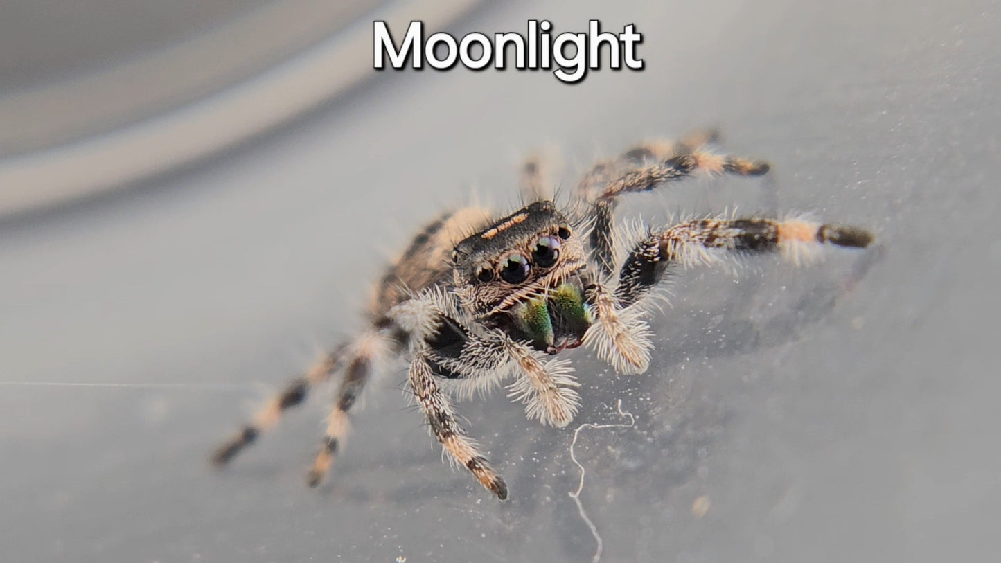 Moonlight - Unsexed Regal