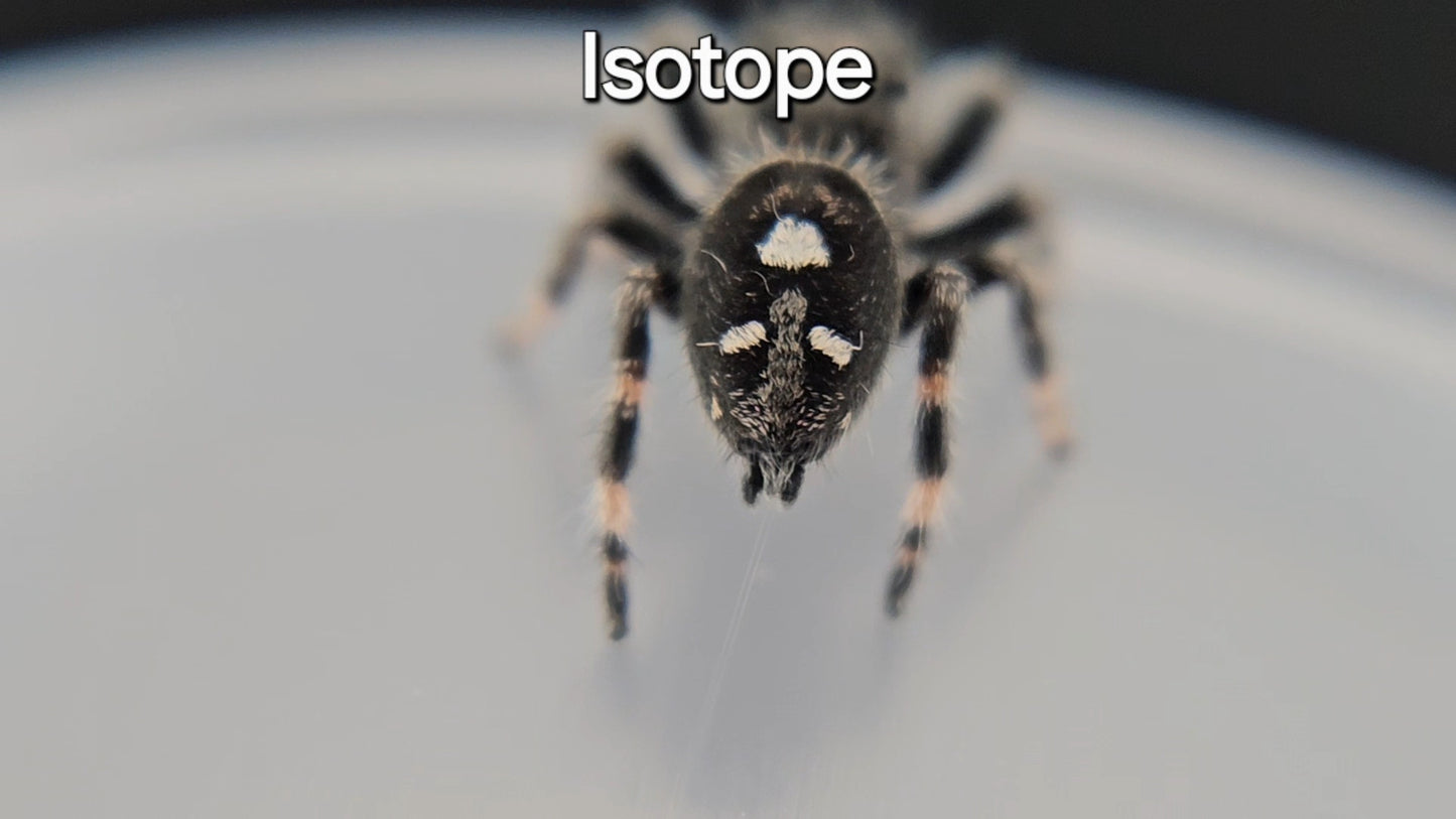 Isotope - Male Regal