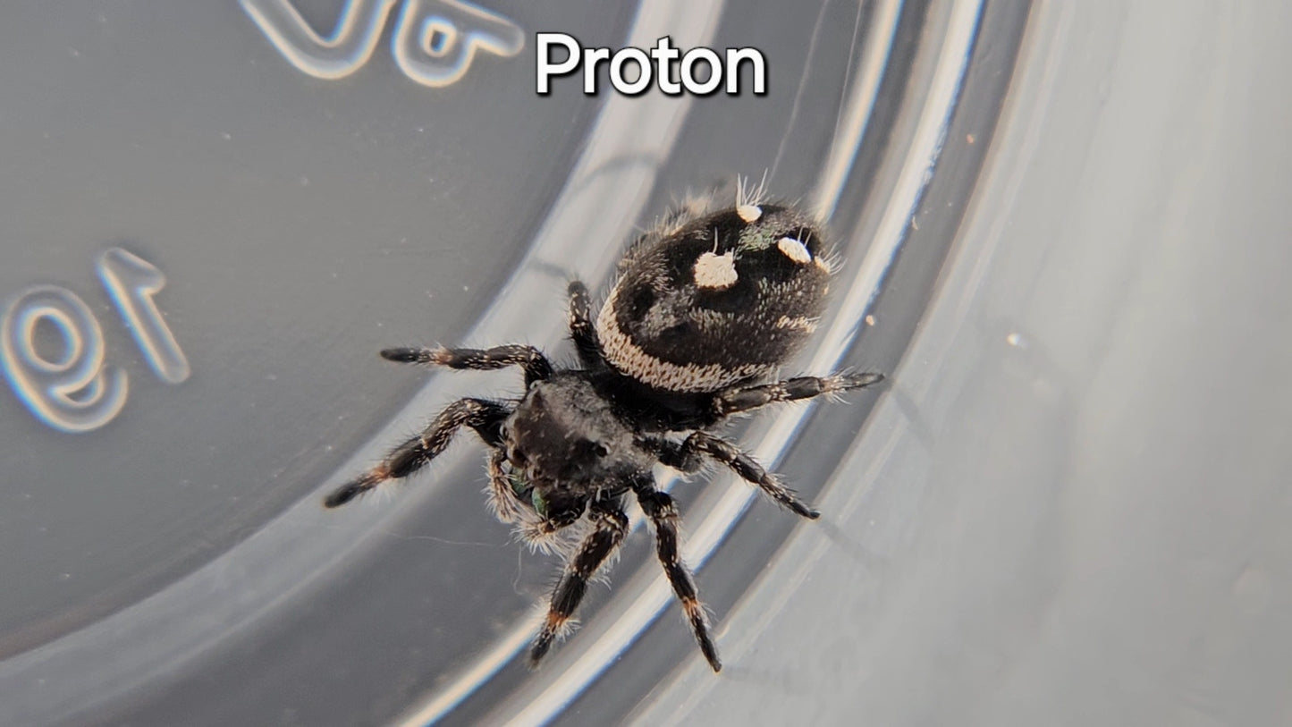 Proton - Male Regal