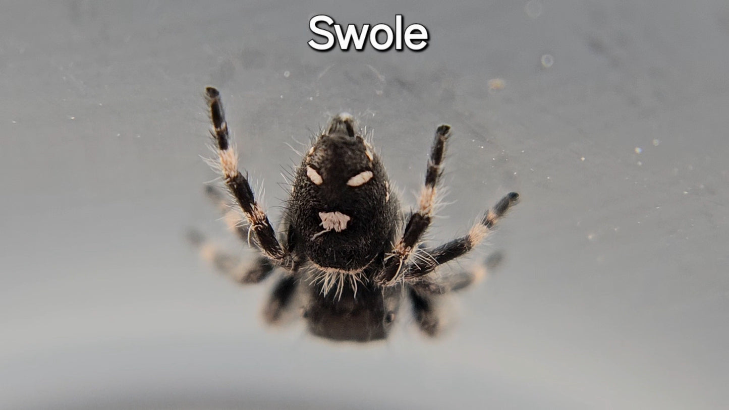 Swole - Male Regal