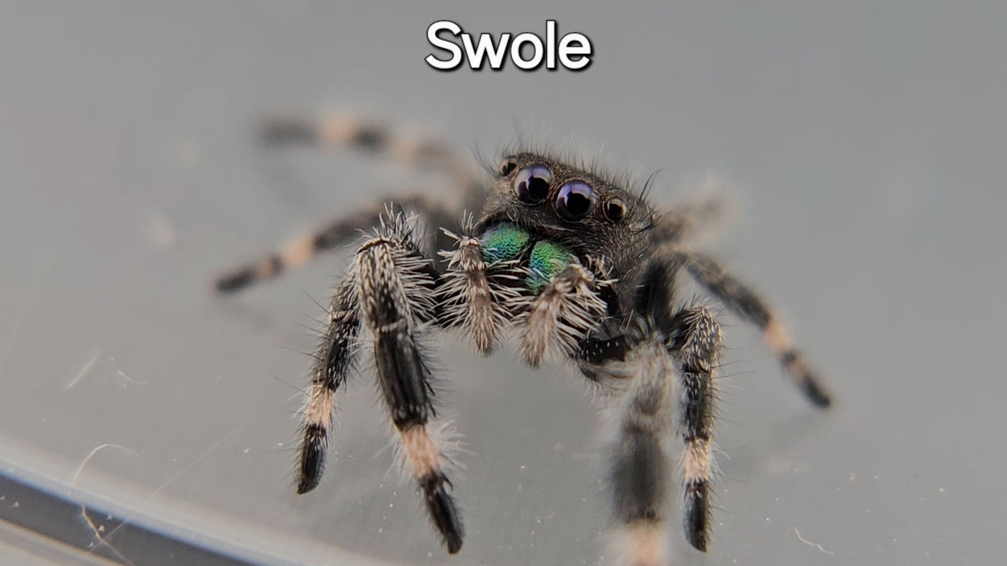 Swole - Male Regal