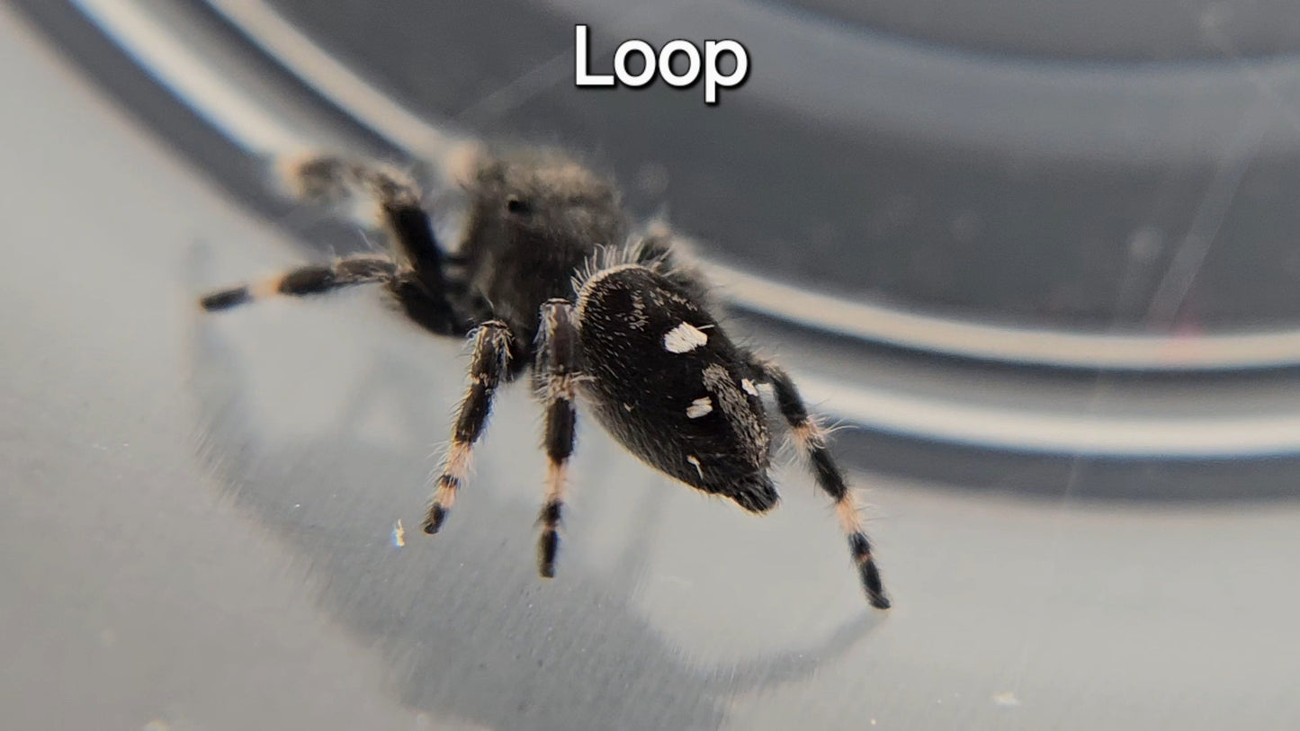 Loop - Male Regal