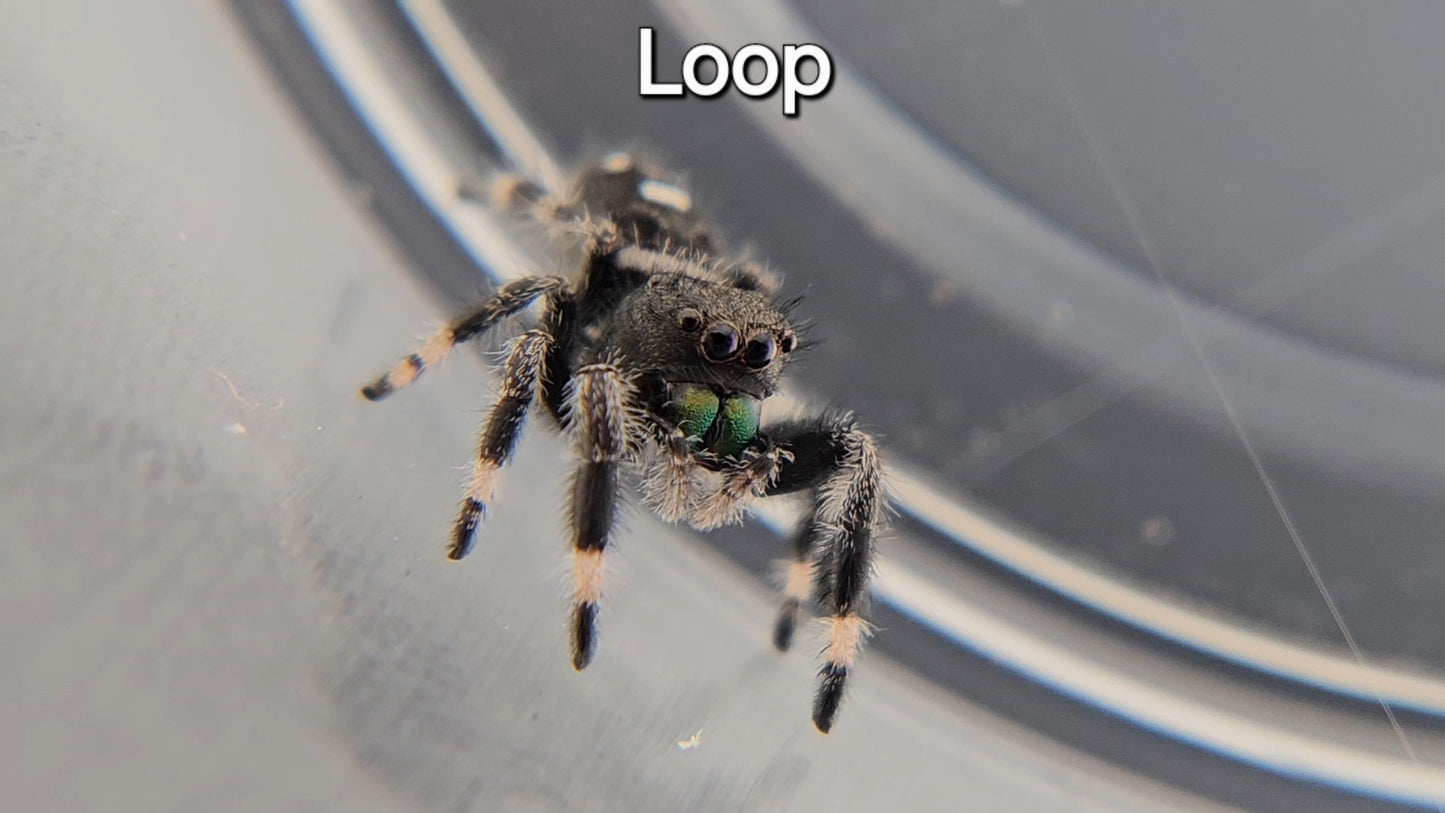Loop - Male Regal