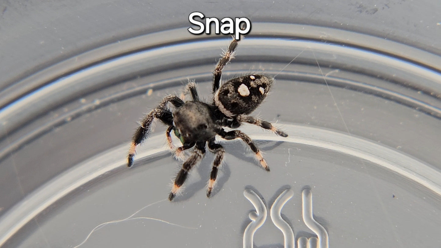 Snap - Male Regal