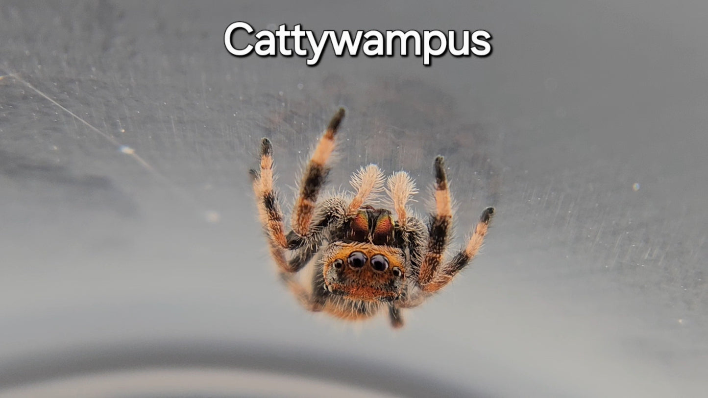 Cattywampus - Female Regal