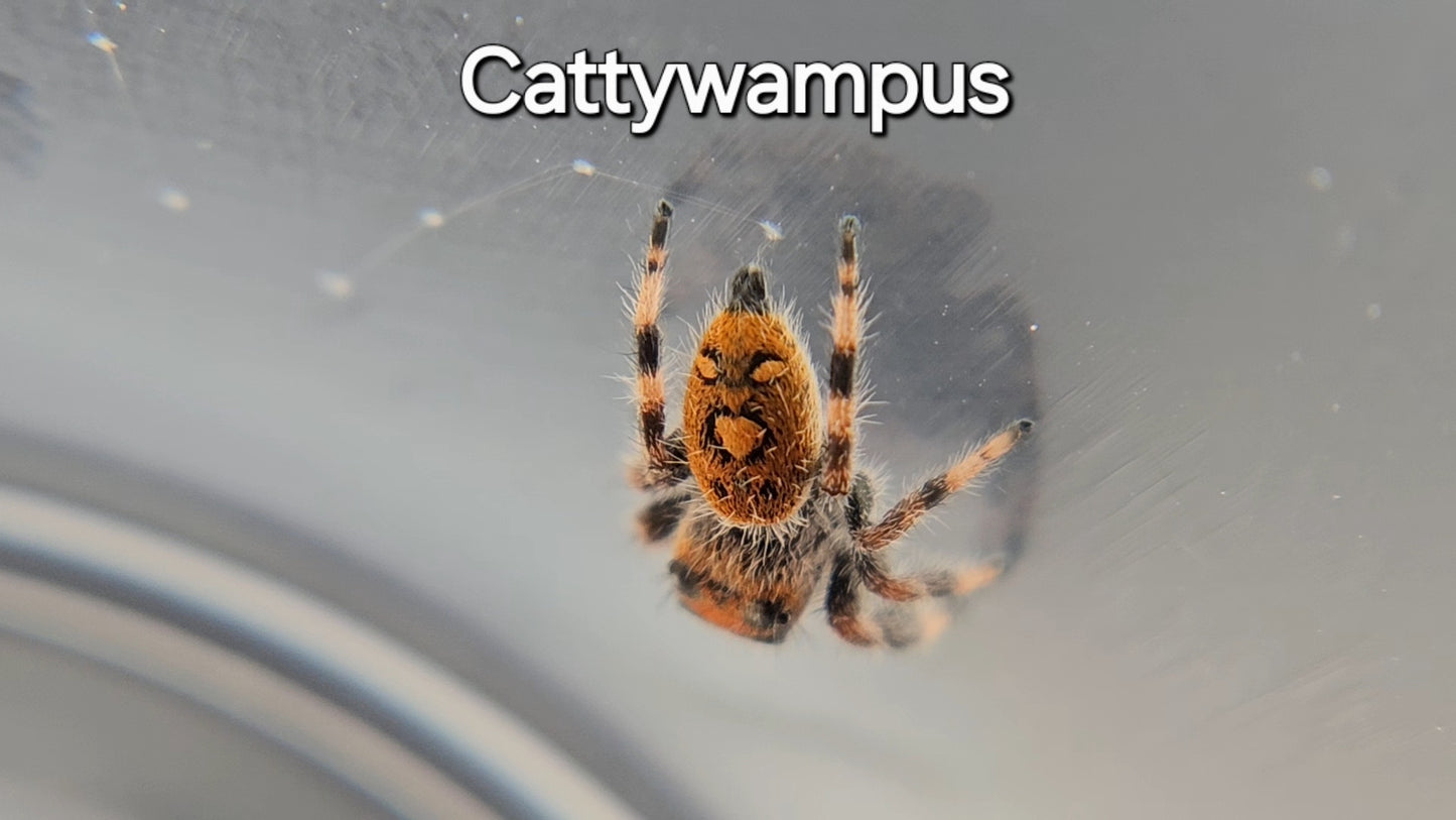 Cattywampus - Female Regal