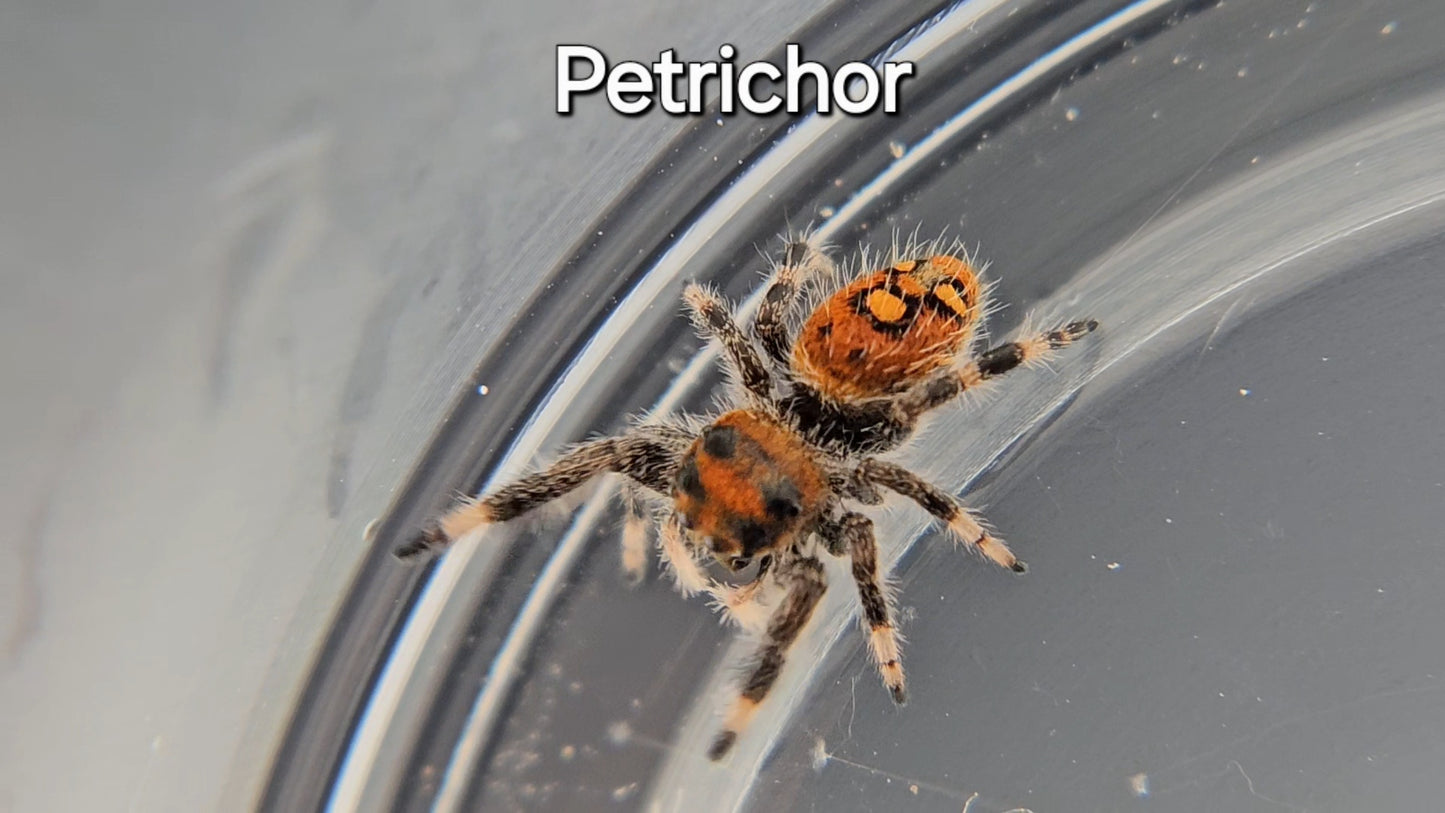 Petrichor - Female Regal