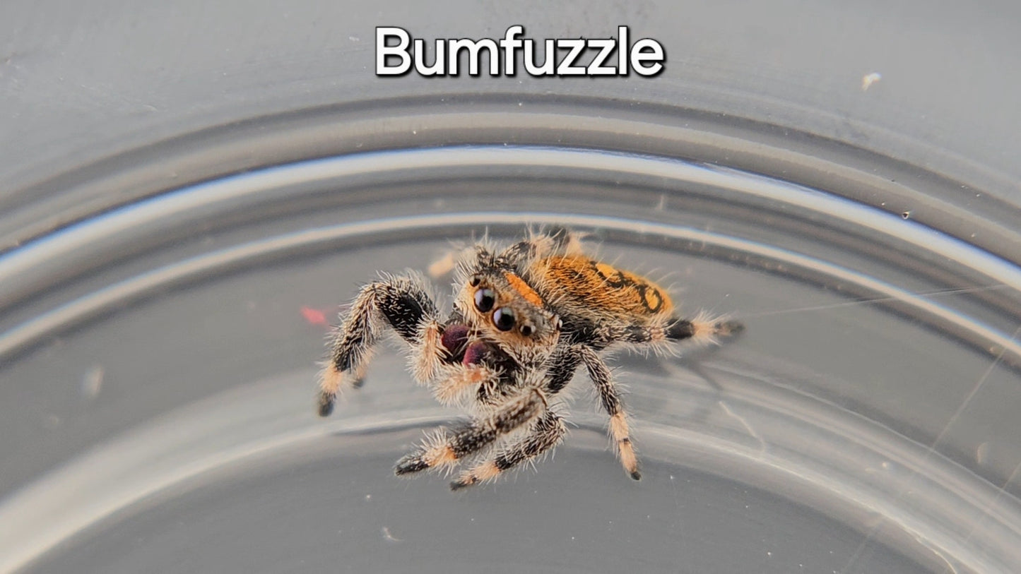 Bumfuzzle - Female Regal