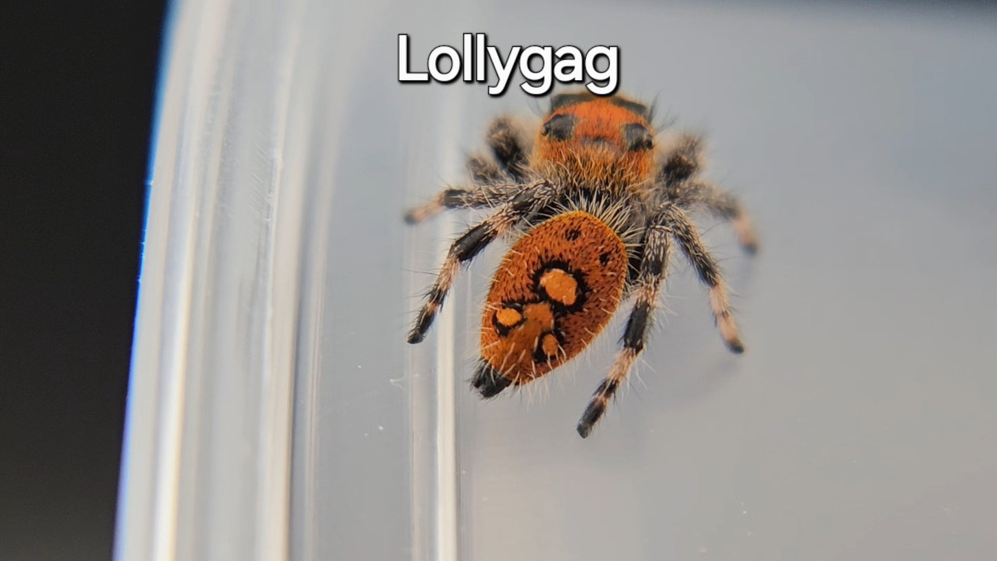 Lollygag - Female Regal