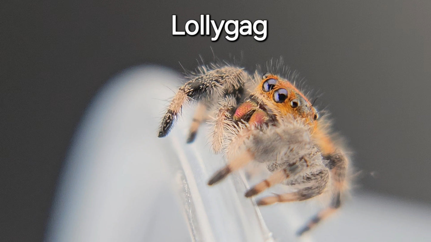 Lollygag - Female Regal