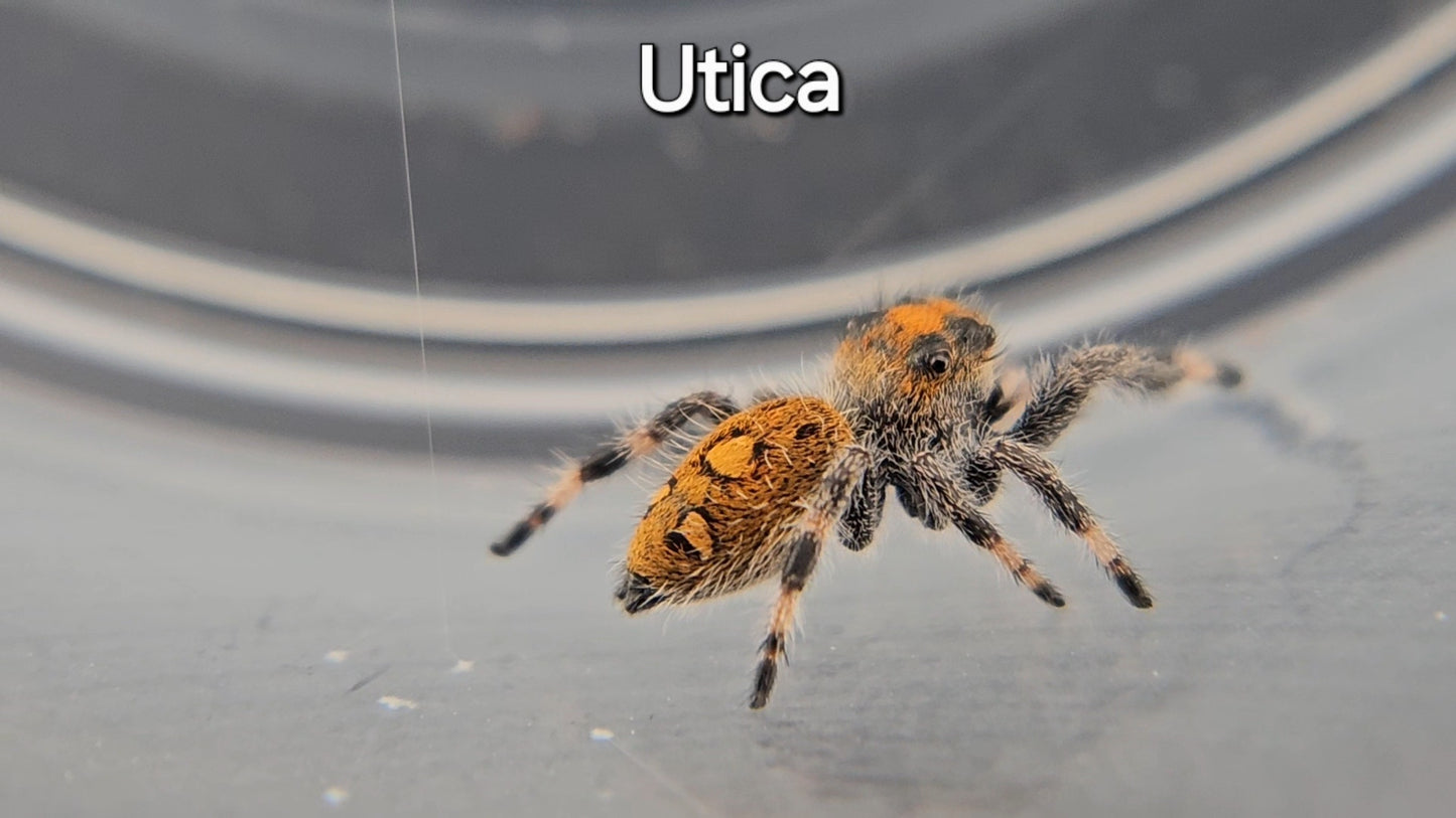 Utica - Female Regal