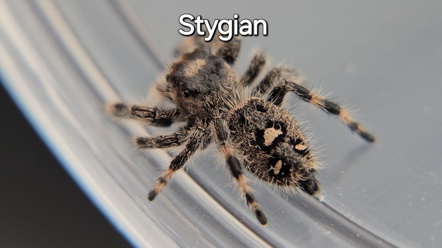 Stygian - Female Regal