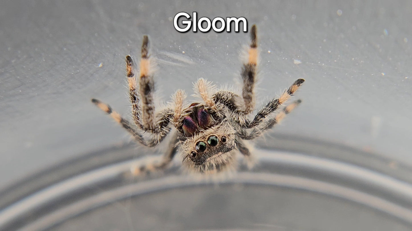 Gloom - Female Regal