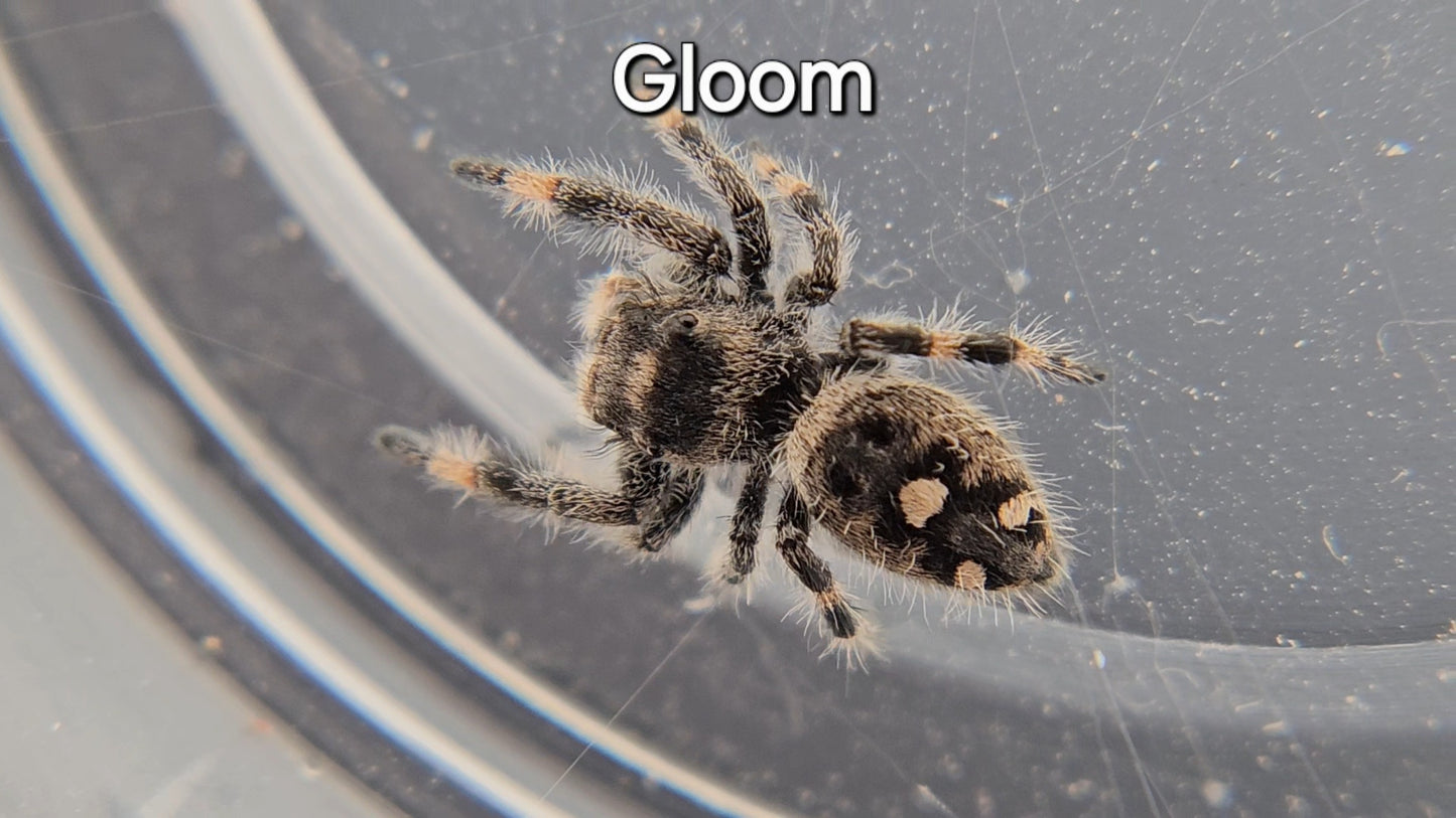 Gloom - Female Regal