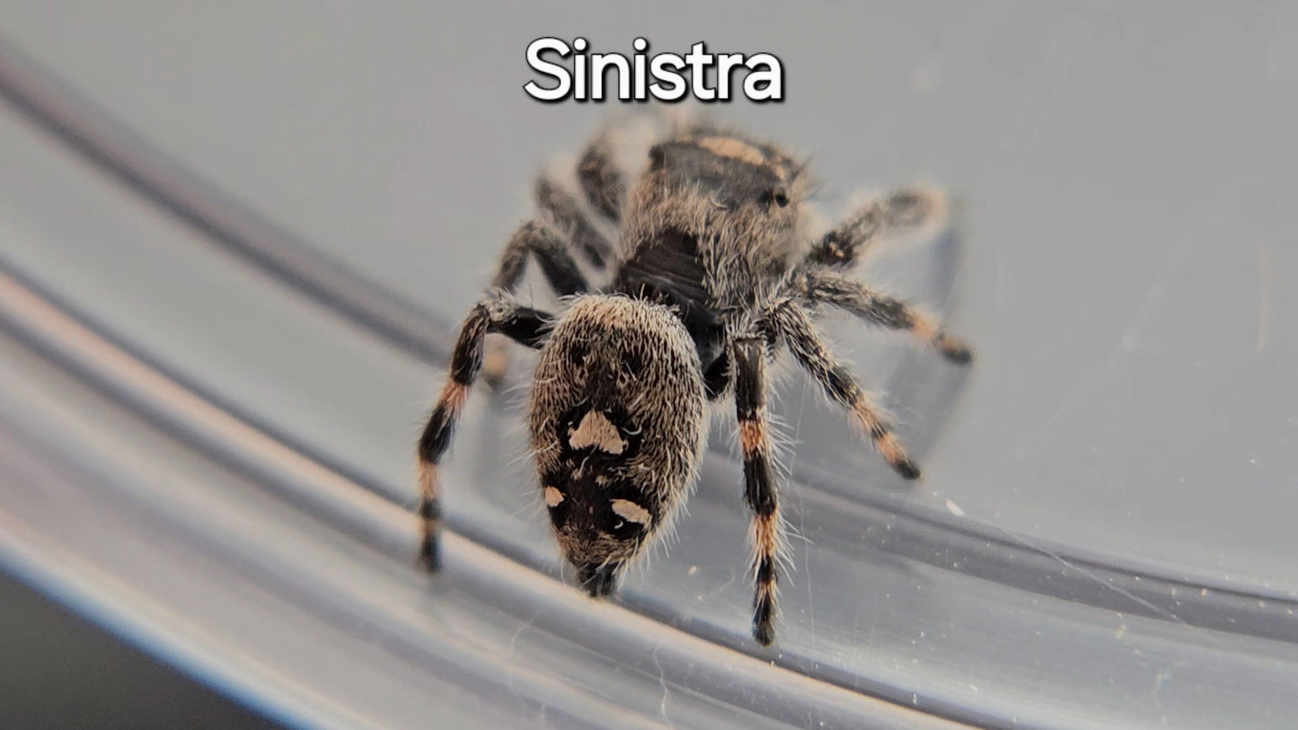 Sinistra - Female Regal
