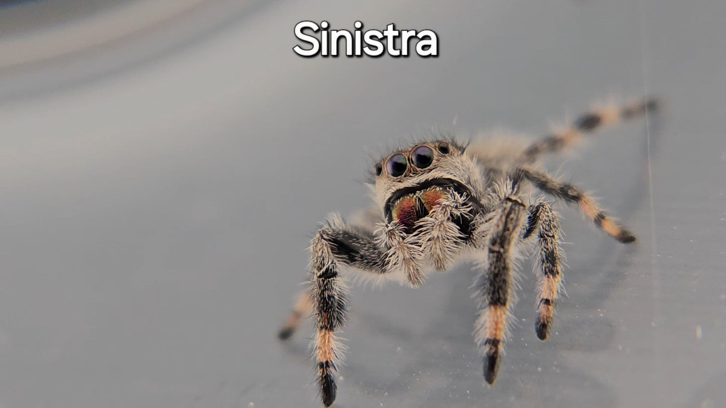 Sinistra - Female Regal