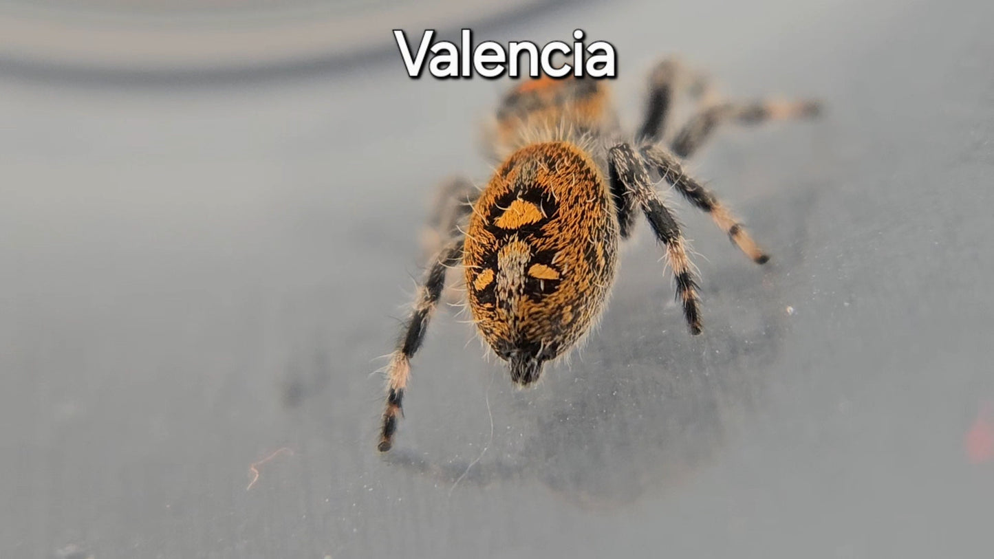 Valencia - Female Regal