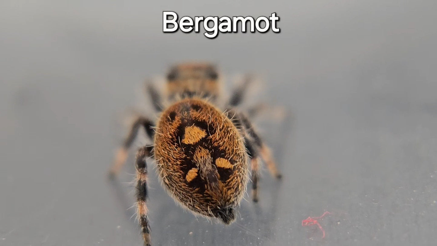 Bergamot - Female Regal