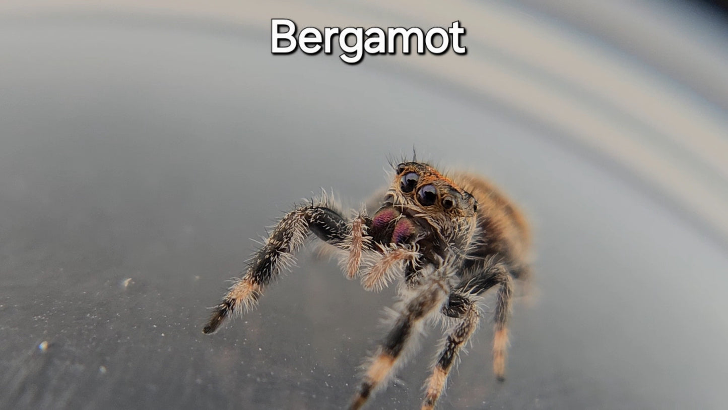 Bergamot - Female Regal