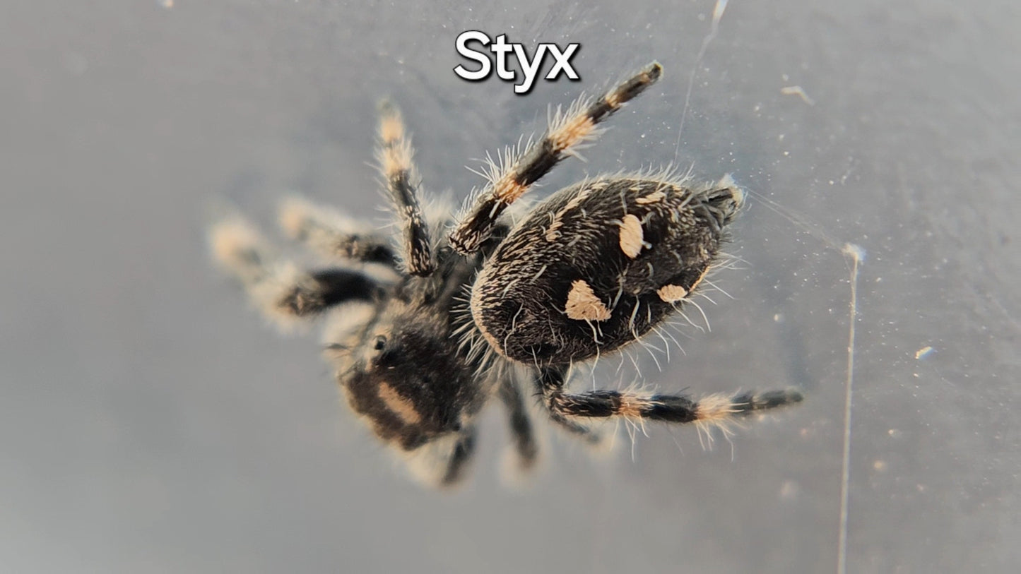 Styx - Female Regal