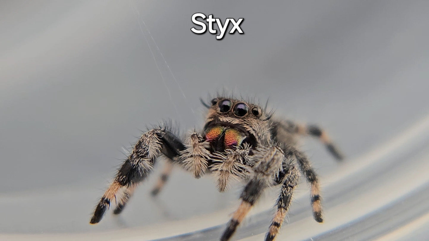 Styx - Female Regal