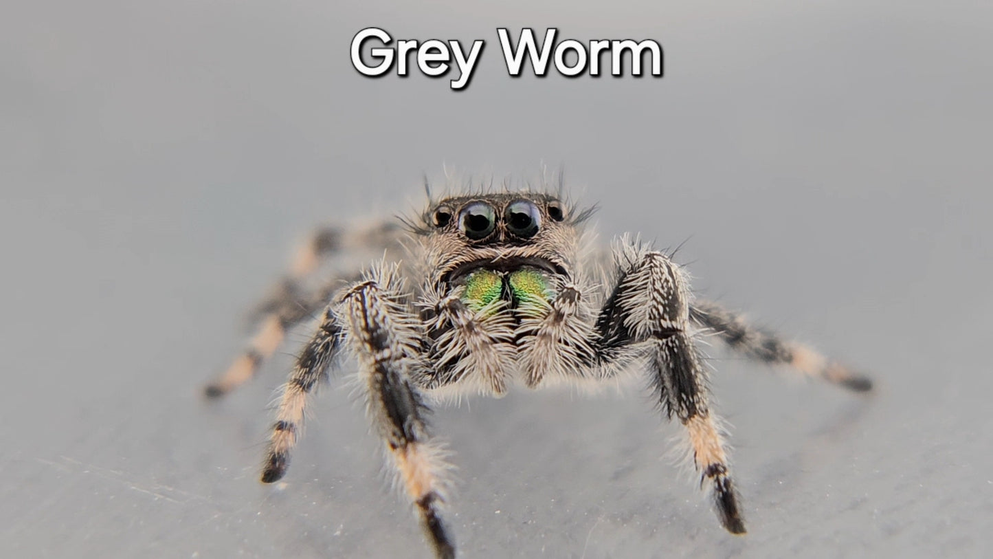 Grey Worm - Male Regal