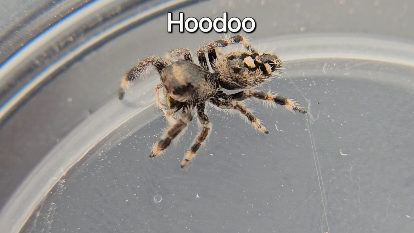 Hoodoo - Female Regal