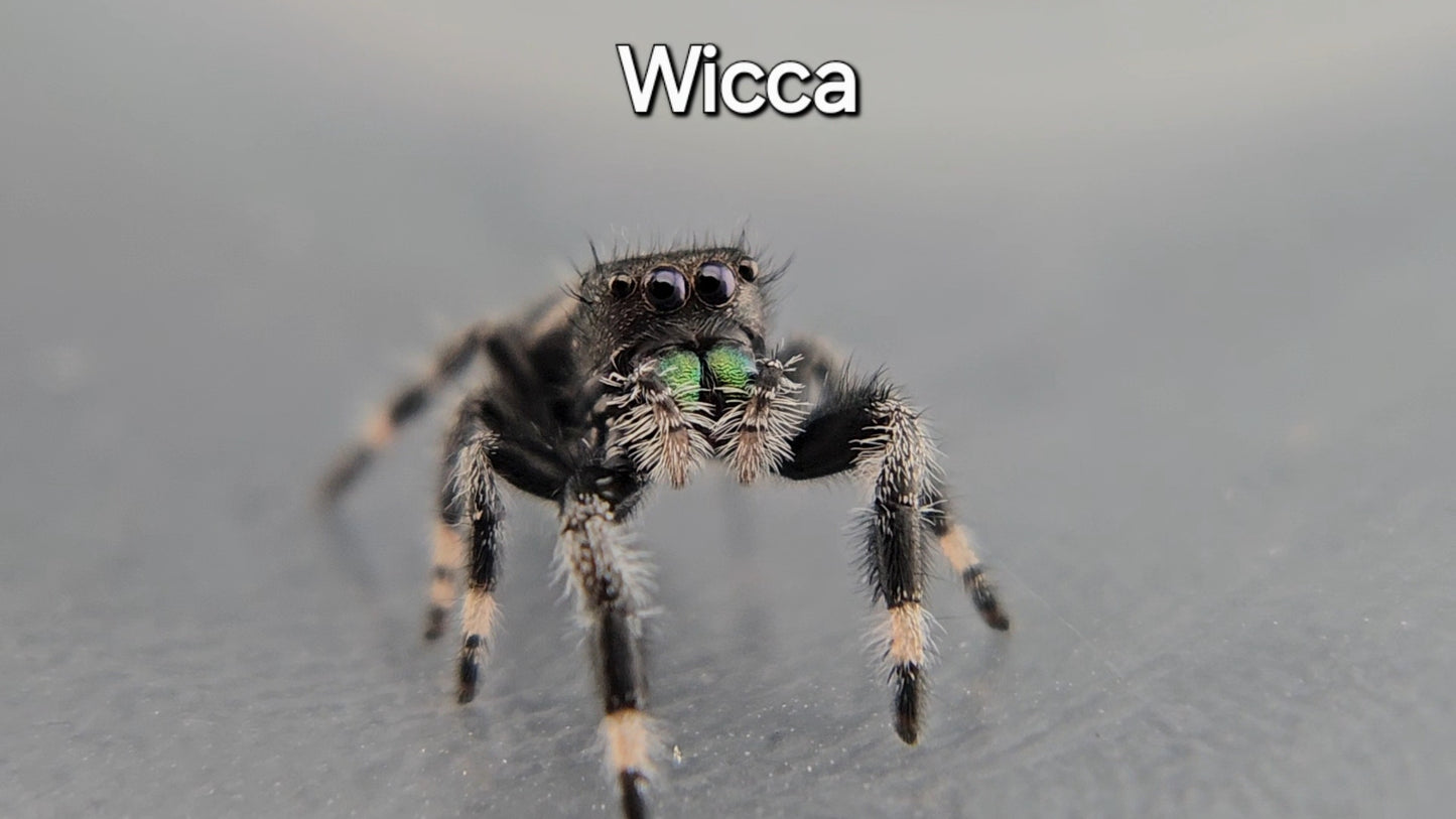 Wicca - Male Regal