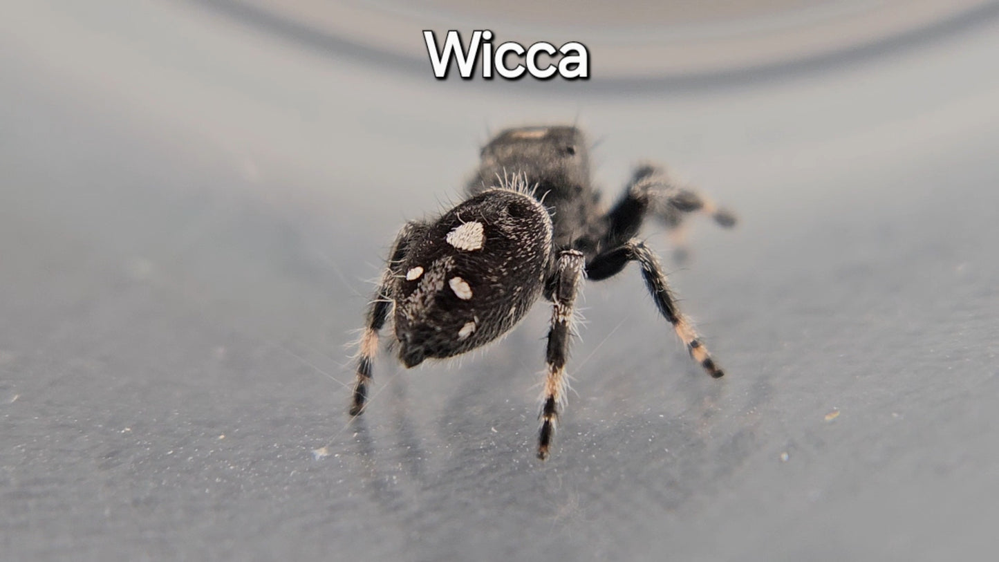Wicca - Male Regal